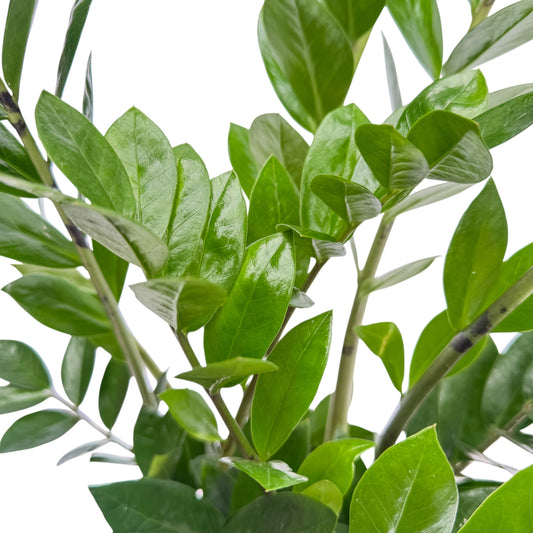 Zamioculcas 17cm Zamiifolia - Green Plant The Horti House