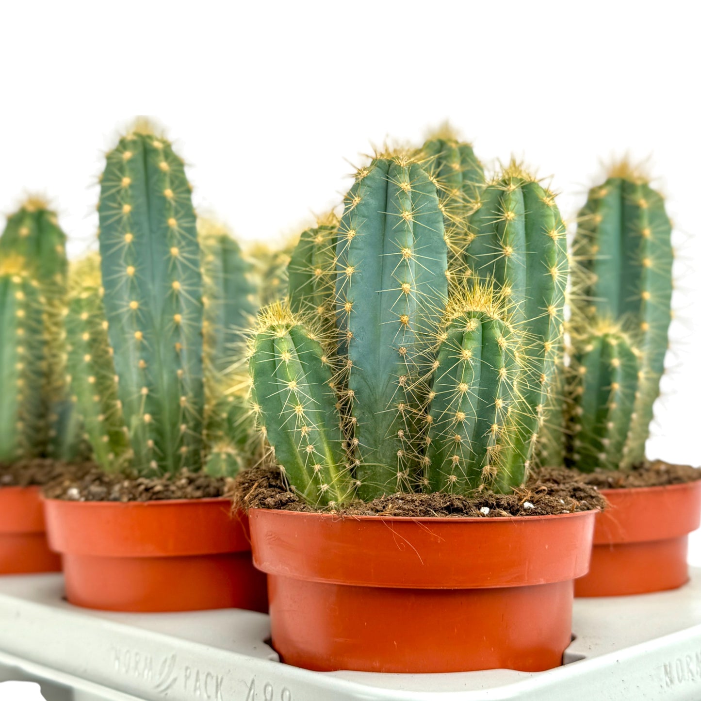 Cacti 12cm Pilosocereus Azureus - Cacti The Horti House