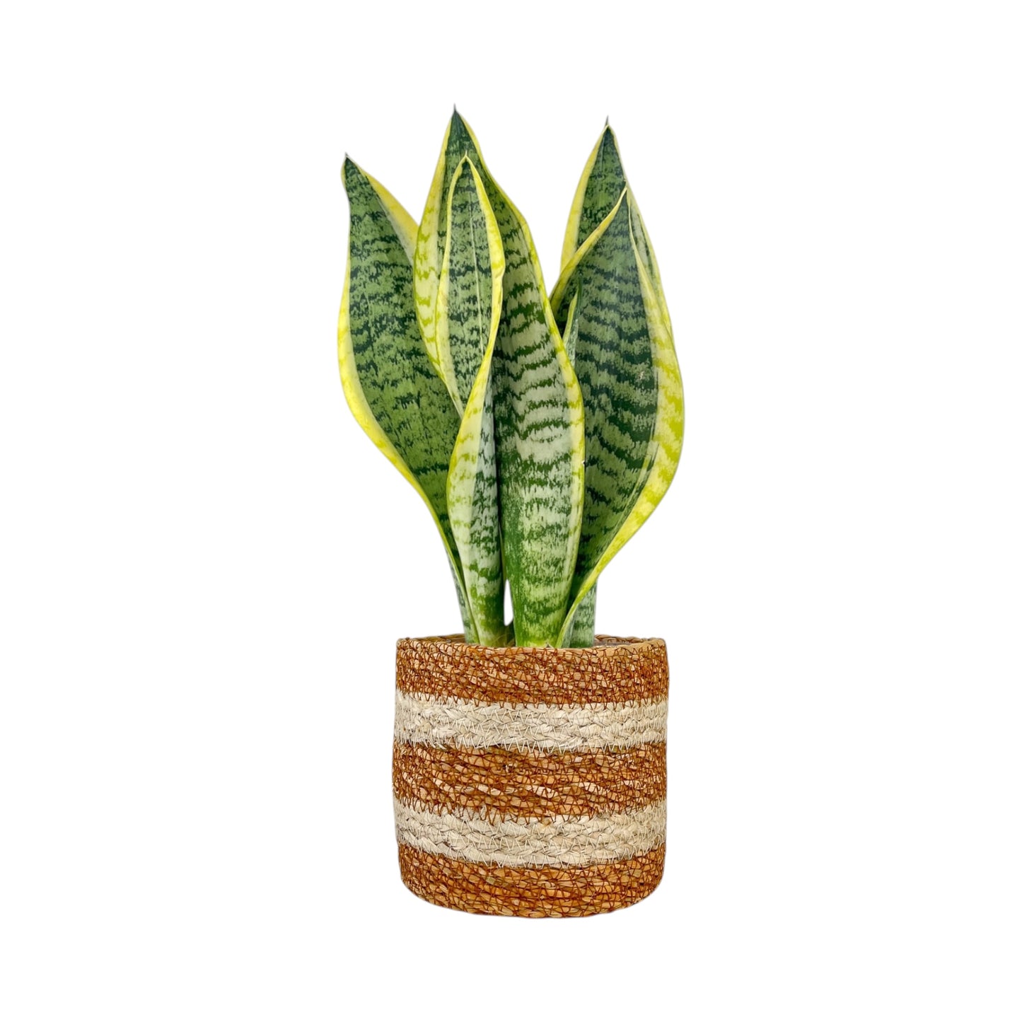 Green Plant 12cm Mix in Basket - Green Plant The Horti House
