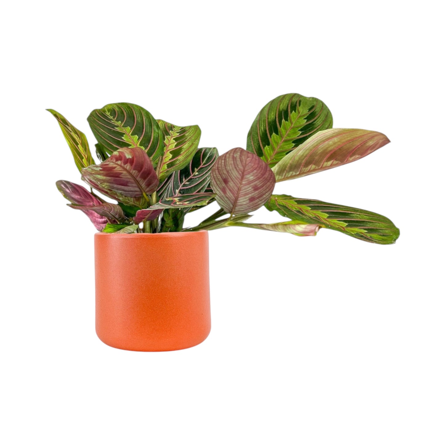Green Plant 12cm Mix in Cambridge Ceramic - Green Plant The Horti House