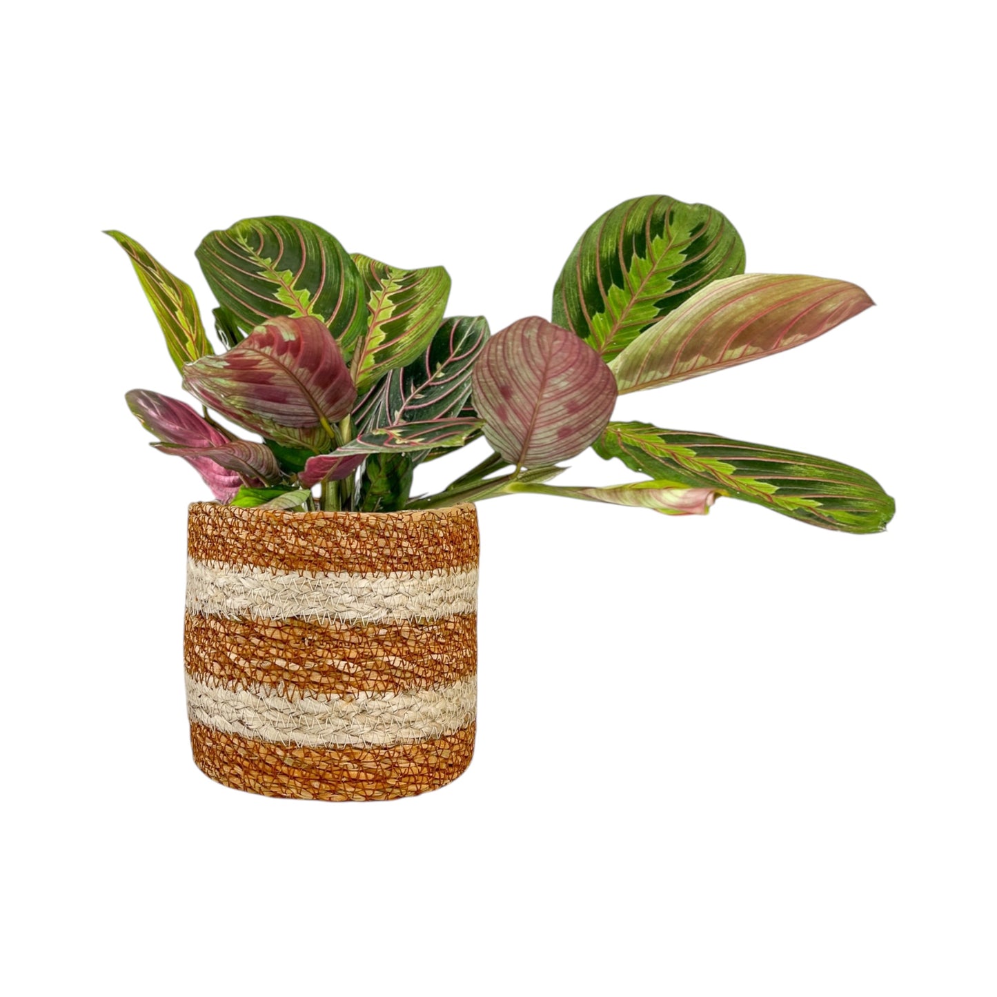 Green Plant 12cm Mix in Basket - Green Plant The Horti House