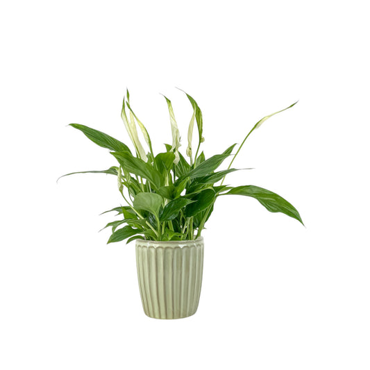 Spathiphyllum 9cm In Windsor Ceramic