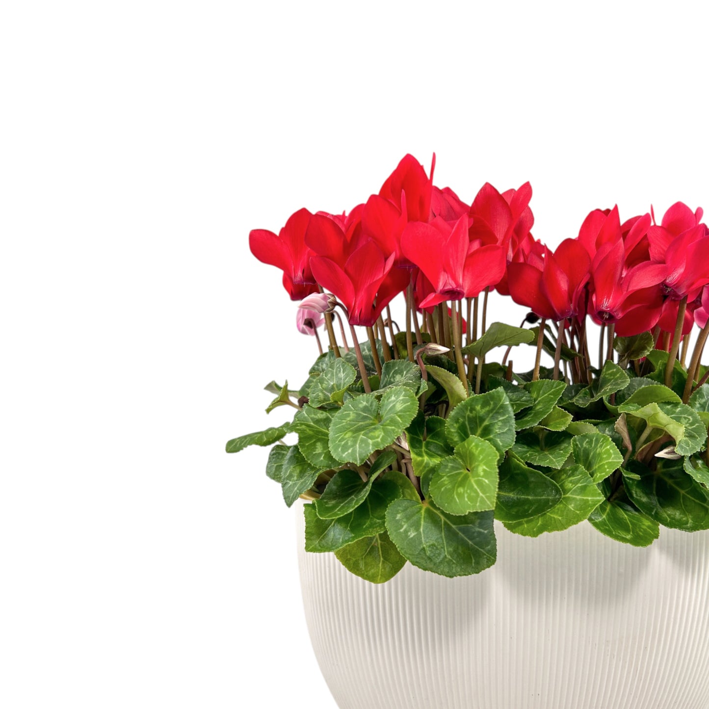 Cyclamen 10.5cm in Duo Ceramic - Flowering The Horti House