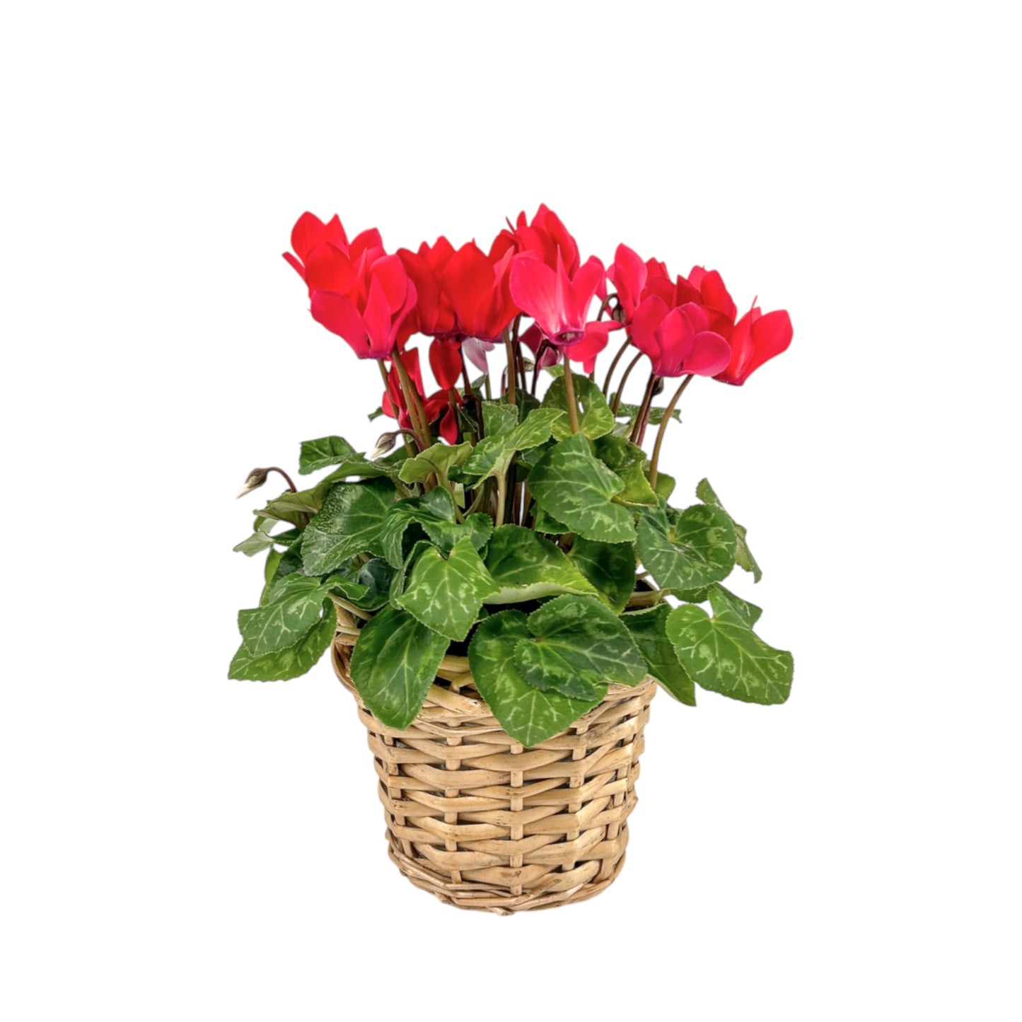 Cyclamen 10.5cm in Basket - Flowering The Horti House