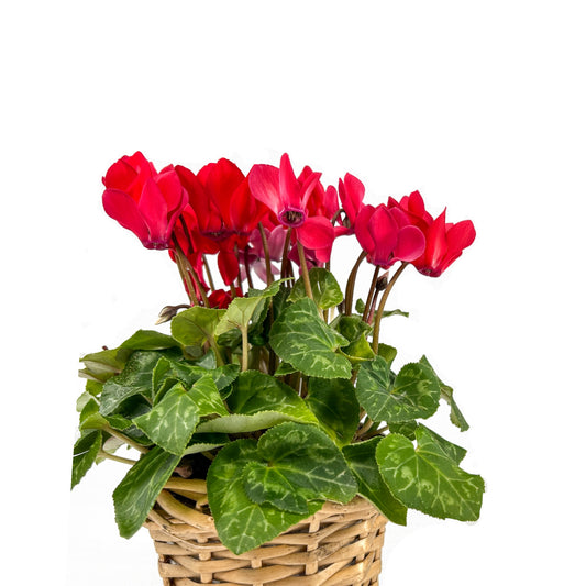 Cyclamen 10.5cm in Basket - Flowering The Horti House