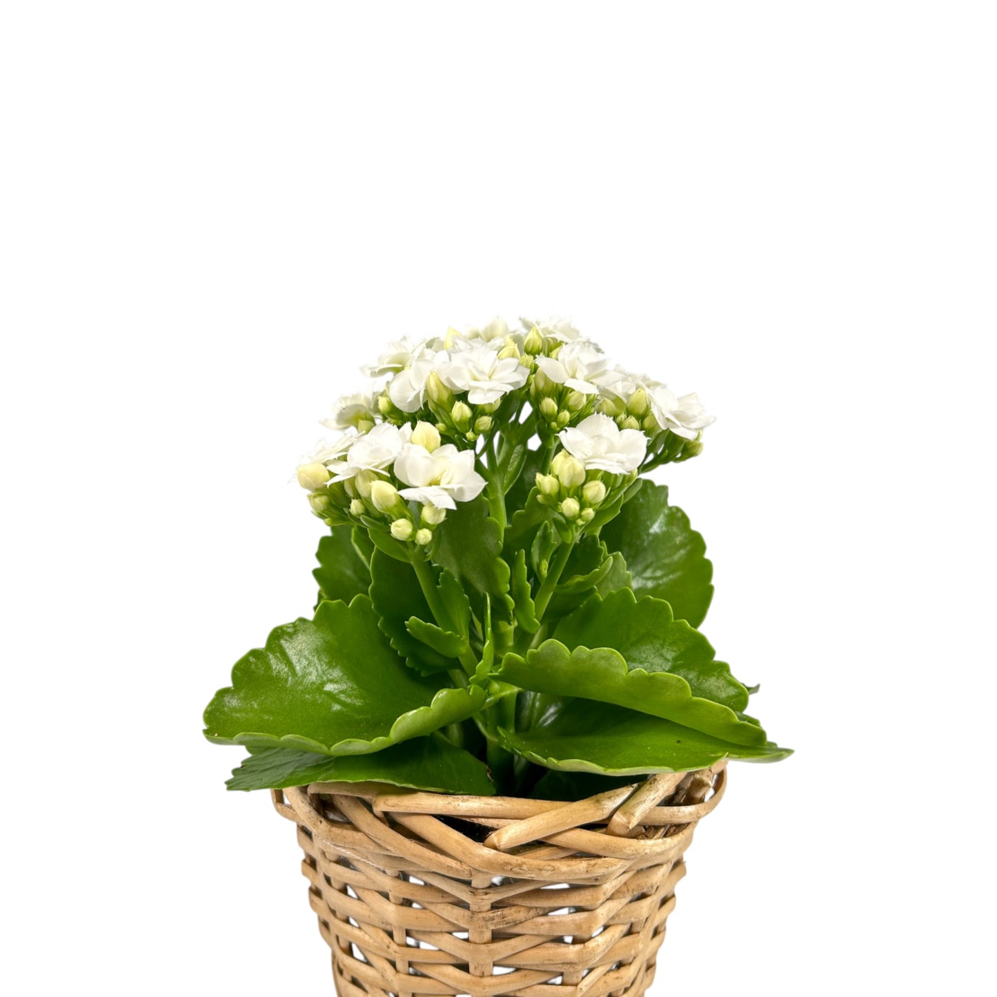 Kalanchoe 9cm in Basket - Flowering The Horti House