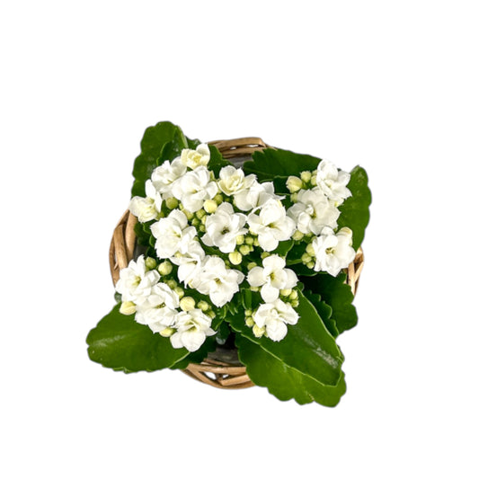 Kalanchoe 9cm in Basket - Flowering The Horti House