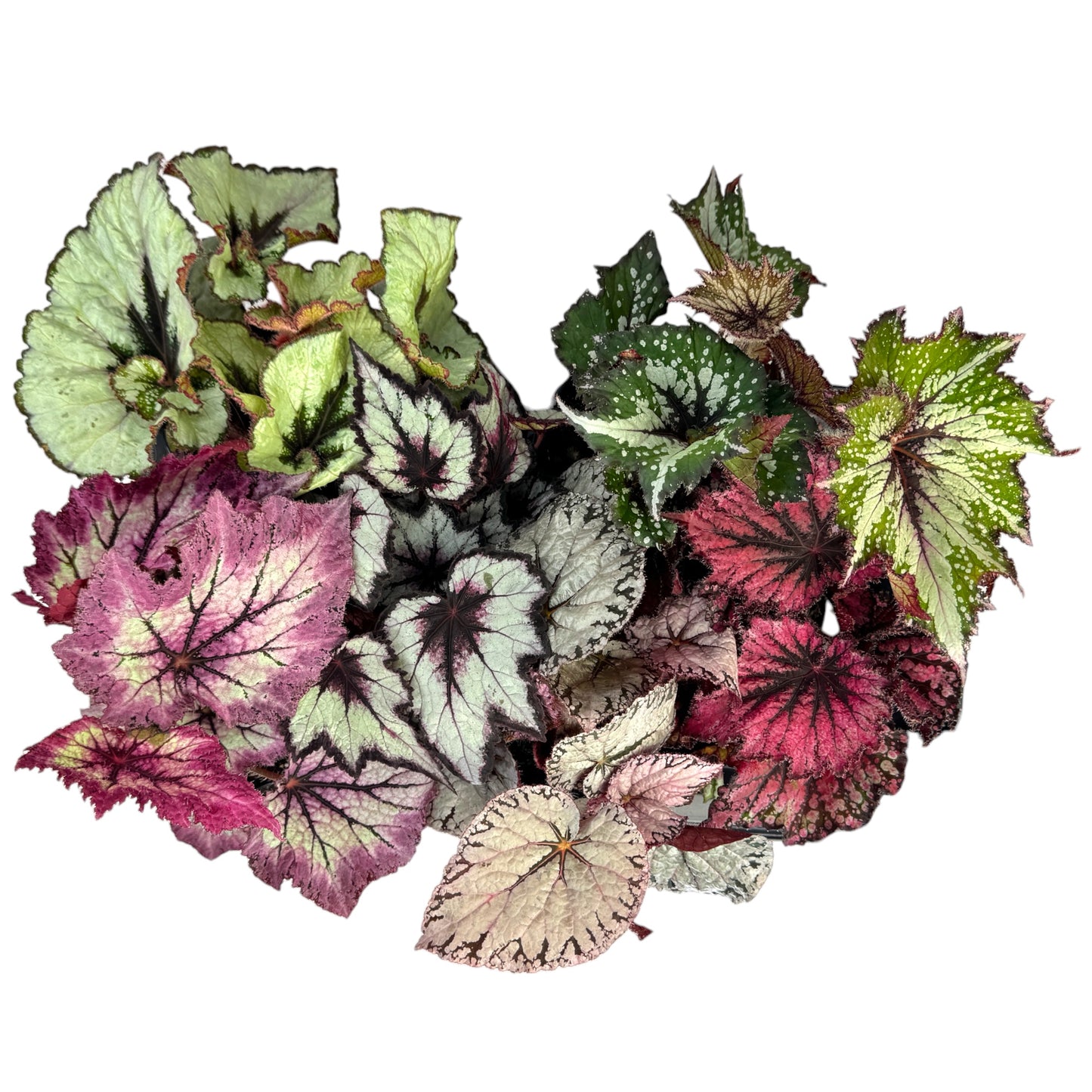 Begonia Rex 12cm Mix