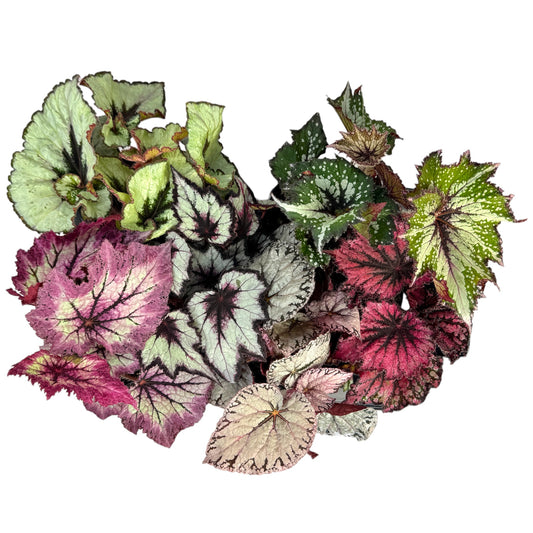 Begonia Rex 12cm Mix - British
