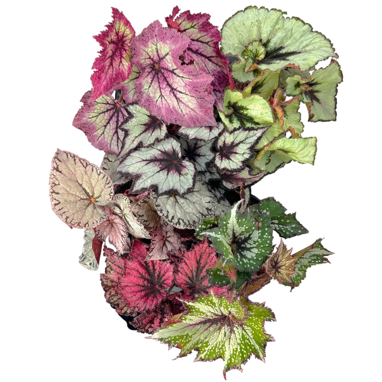 Begonia Rex 12cm Mix