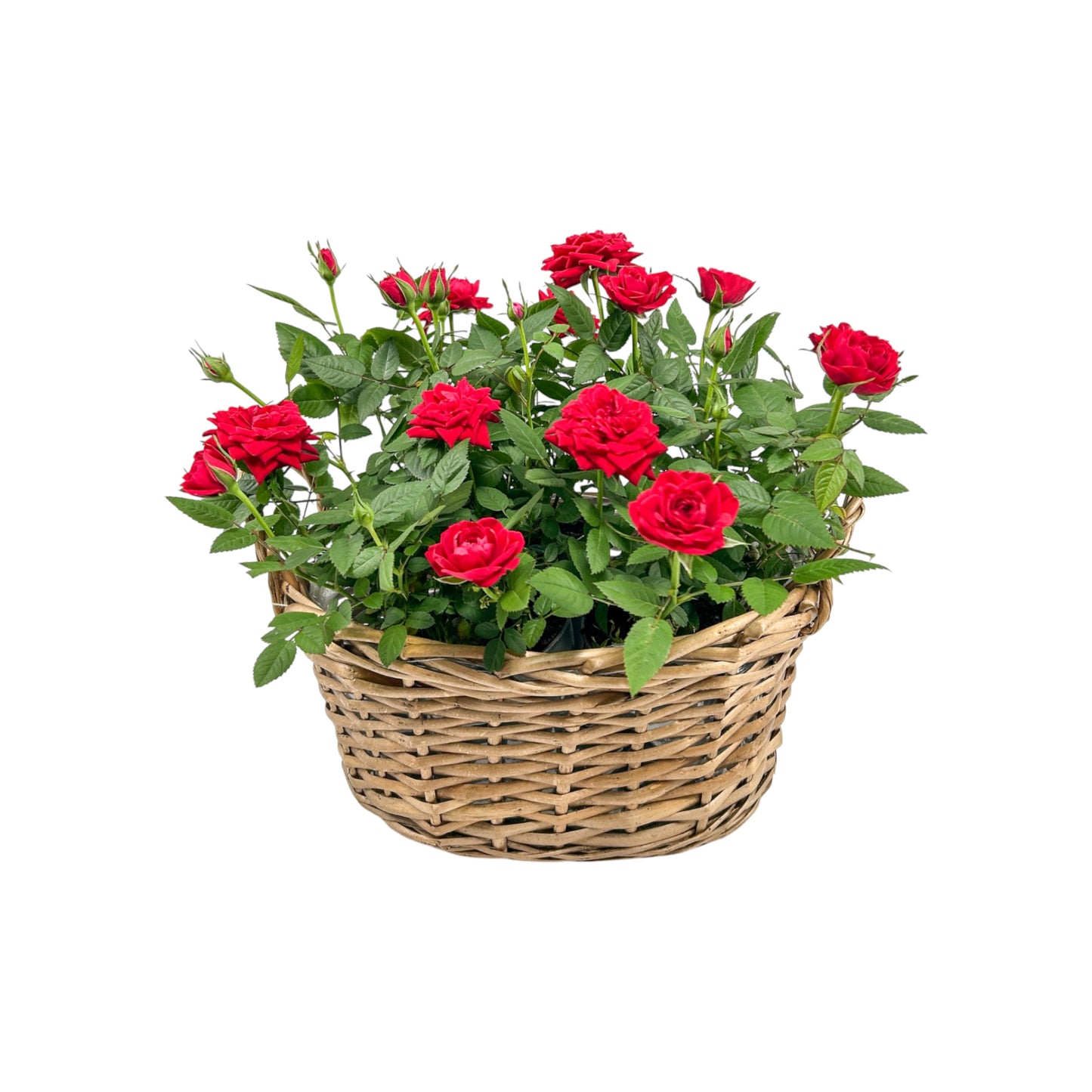 Rose Basket - Flowering The Horti House