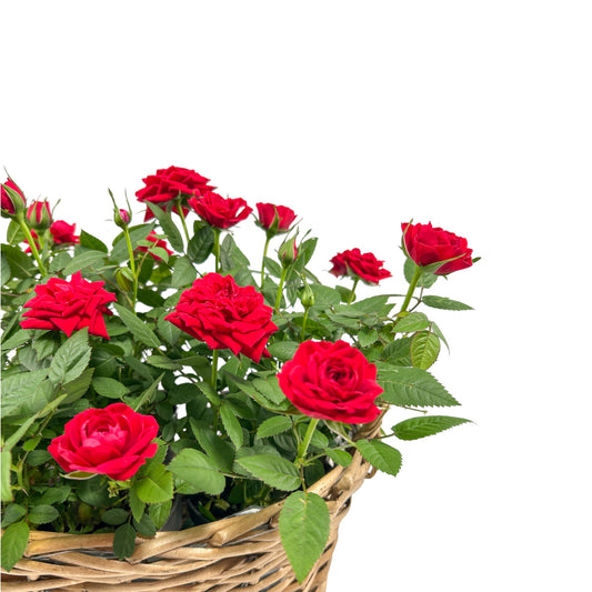 Rose Basket - Flowering The Horti House