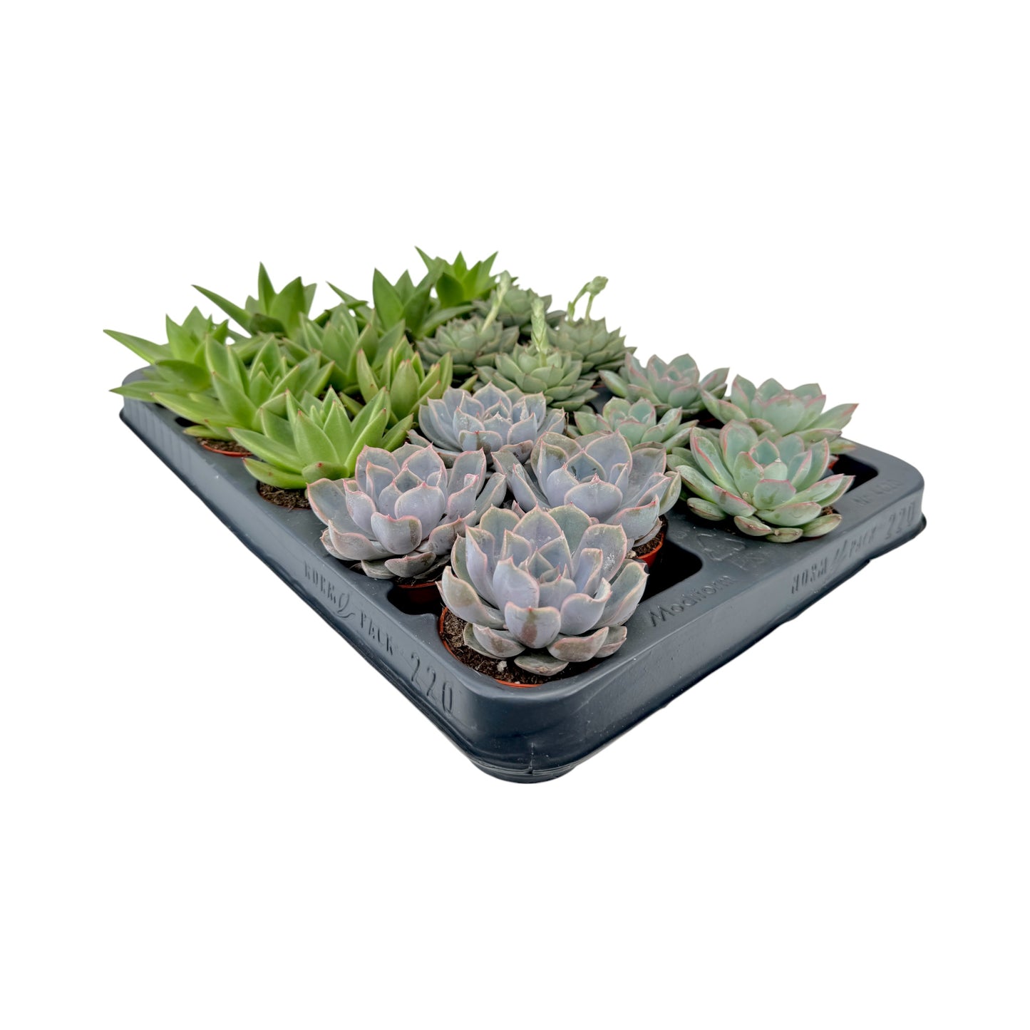 Succulent 6cm Mix