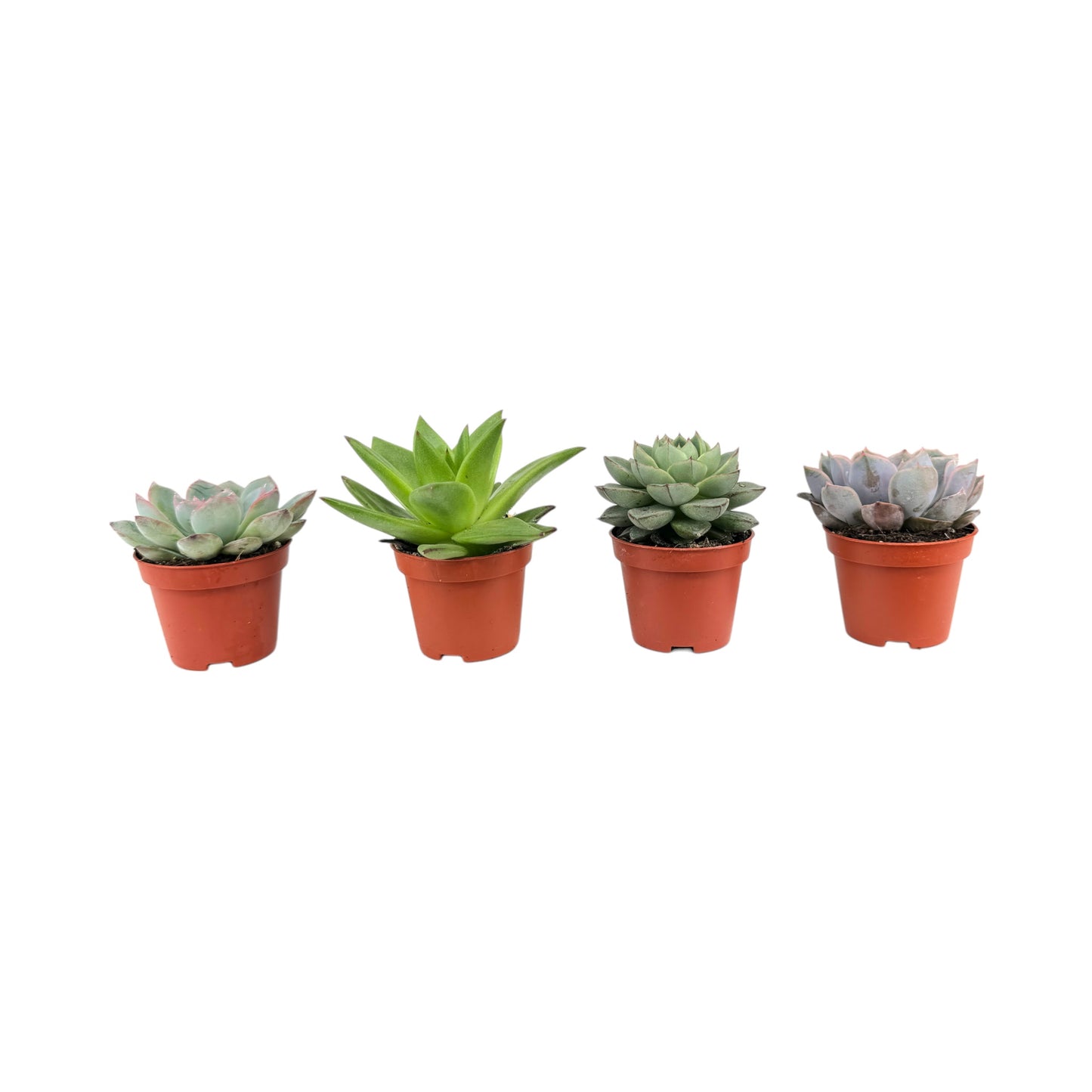 Succulent 6cm Mix