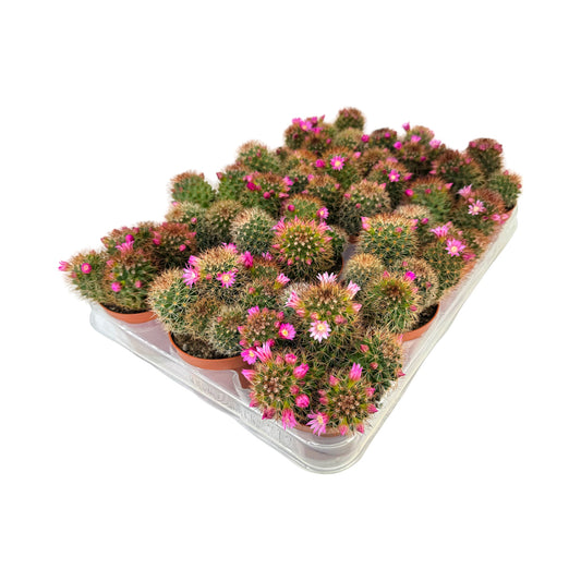 Cacti 8.5cm Mammillaria Flowering