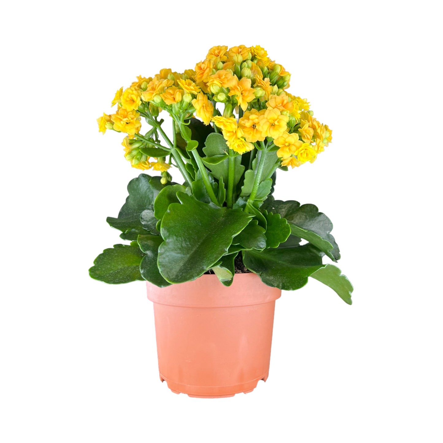 Kalanchoe 9cm Double Flower Mix - Flowering The Horti House