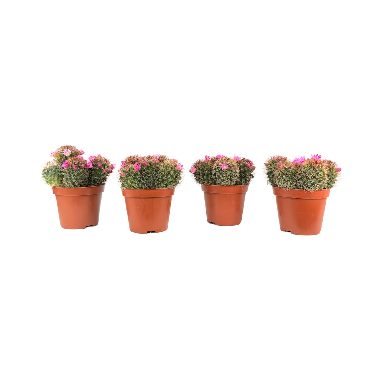 Cacti 8.5cm Mammillaria Flowering