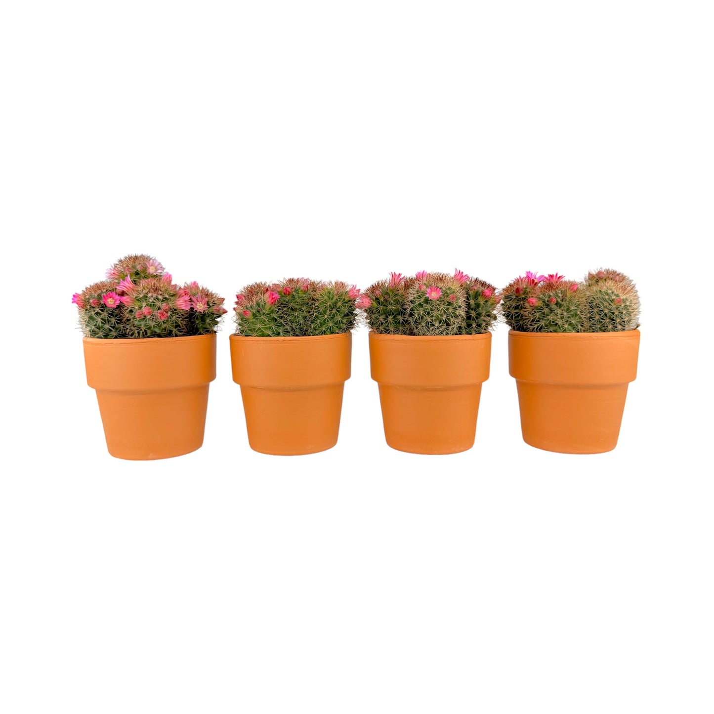 Cacti 8.5cm Mammillaria Flowering in Terracotta