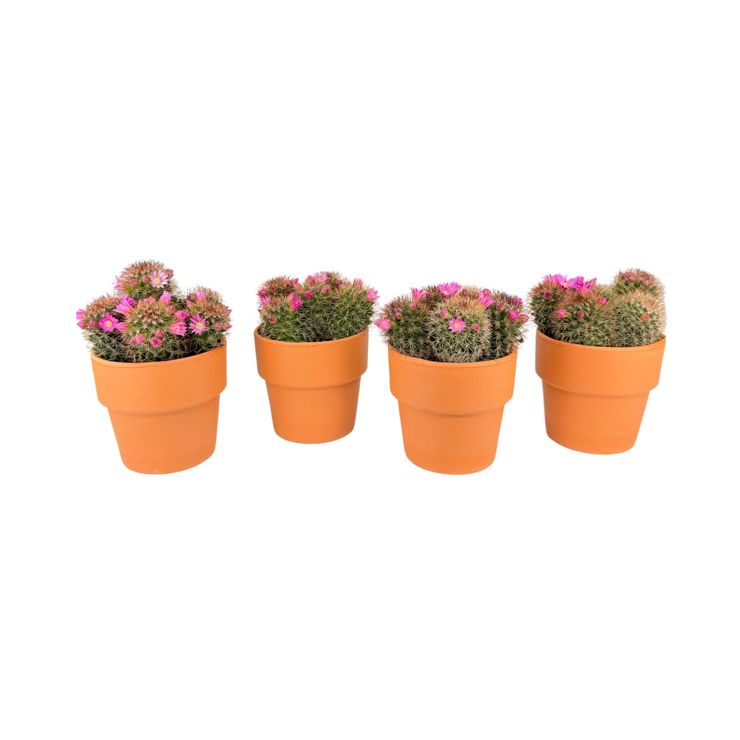 Cacti 8.5cm Mammillaria Flowering in Terracotta