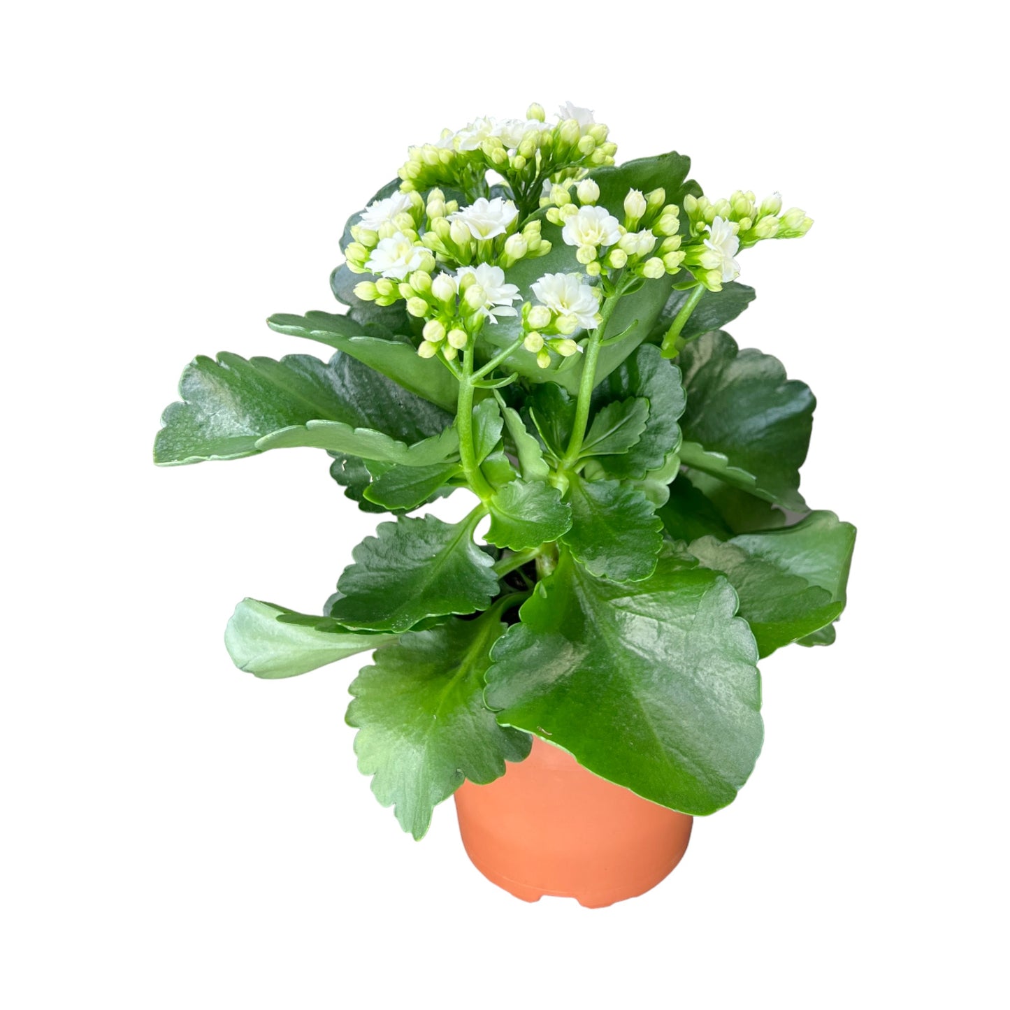 Kalanchoe 9cm Double Flower Mix - Flowering The Horti House