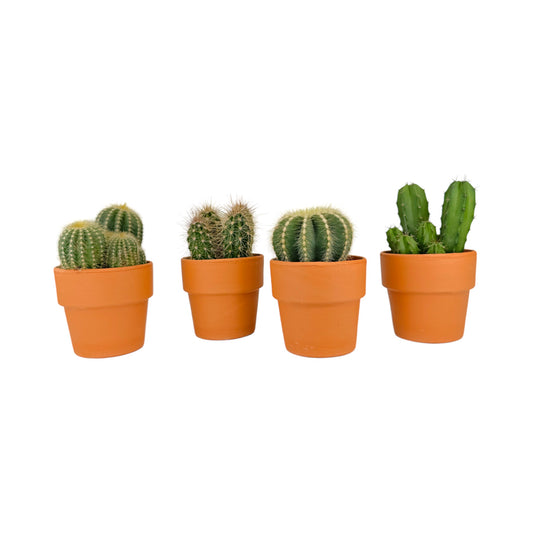 Cacti 8.5cm Bolcactus Mix in Terracotta