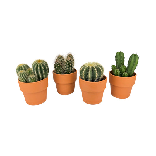 Cacti 8.5cm Bolcactus Mix in Terracotta
