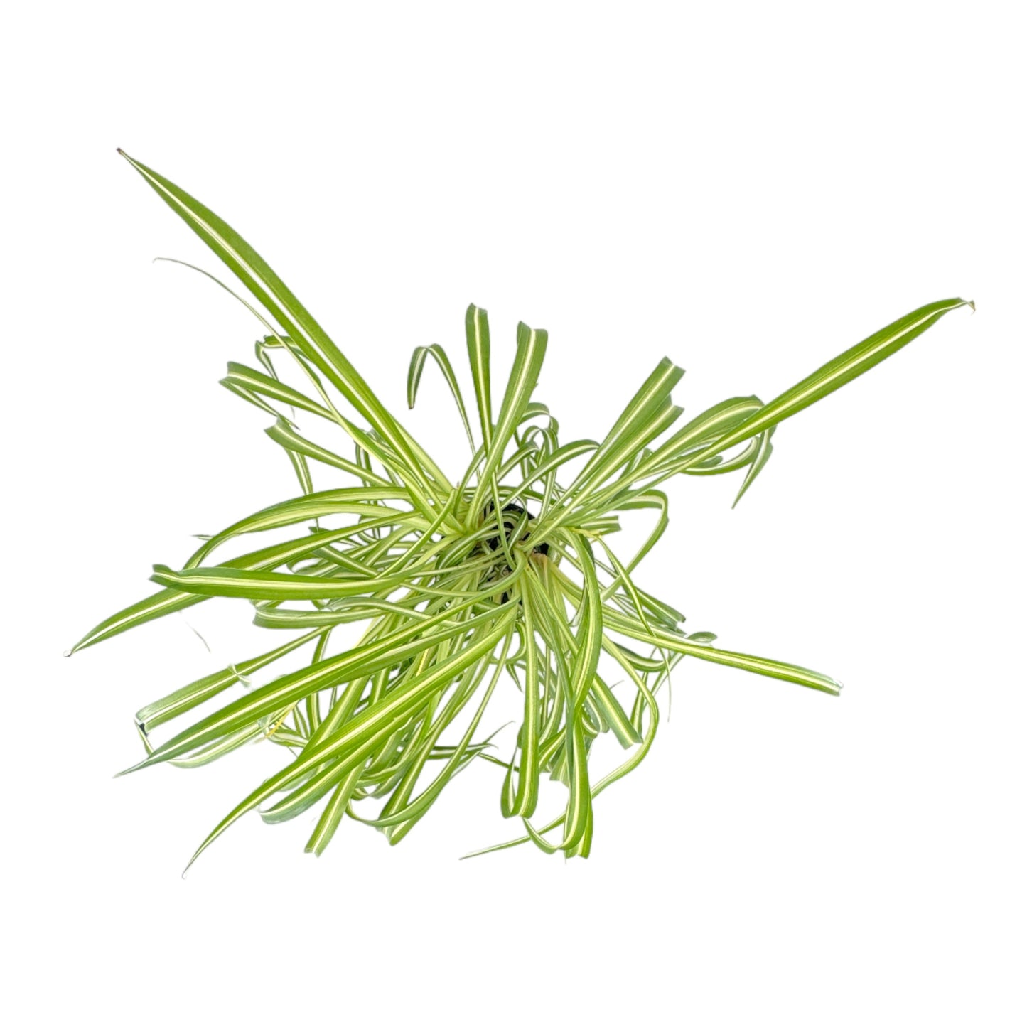 Chlorophytum 12cm Comosum