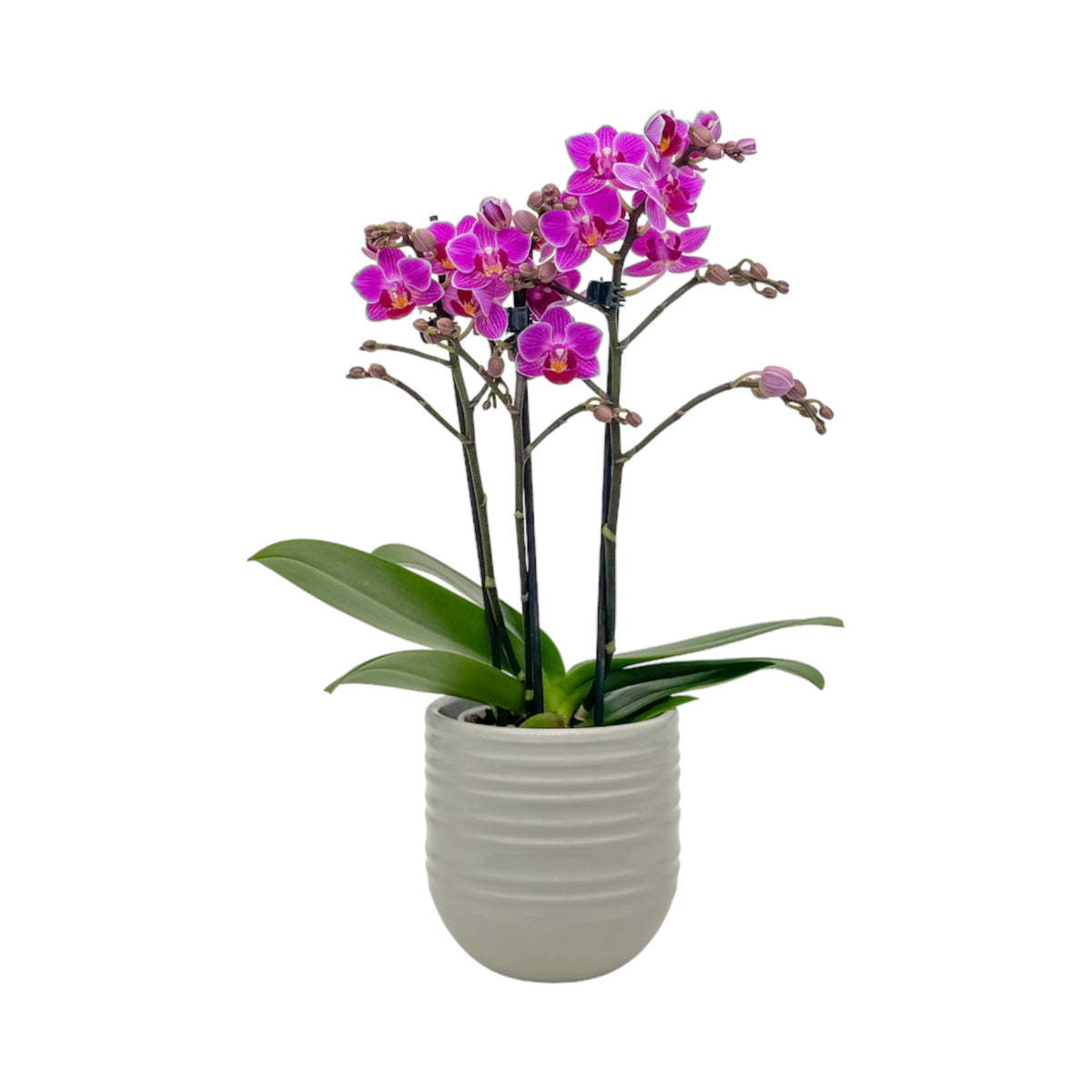 Phalaenopsis 9cm AGM Twin Stem Puebla in Hampshire Ceramic - Orchid The Horti House