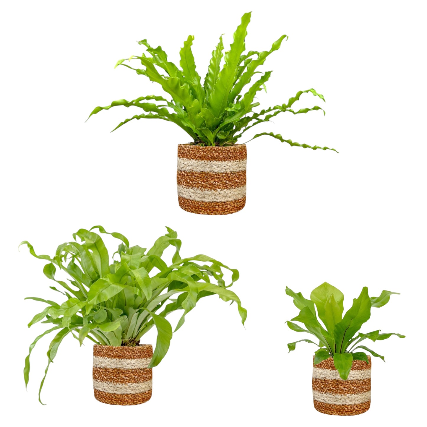 Asplenium 12cm Mix In Basket