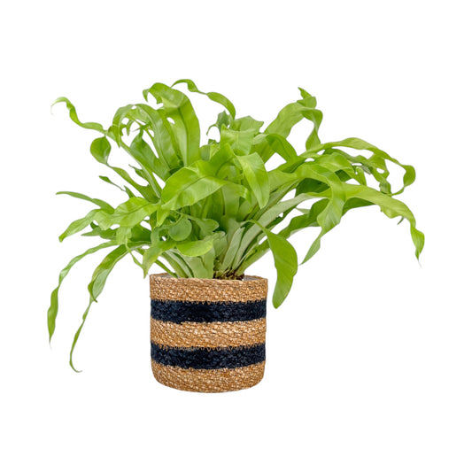 Asplenium 12cm Mix In Basket