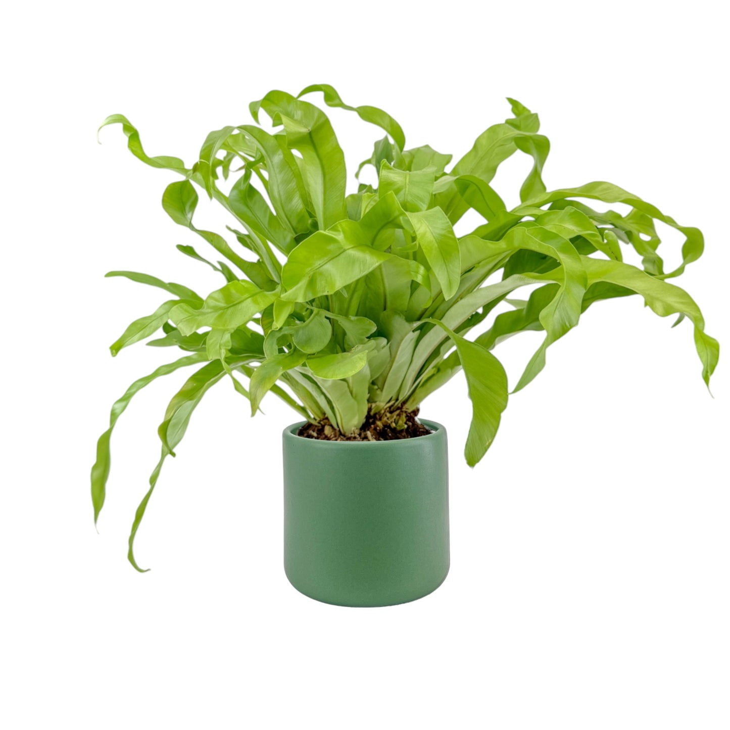 Fern 12cm Mix in Cambridge Ceramic