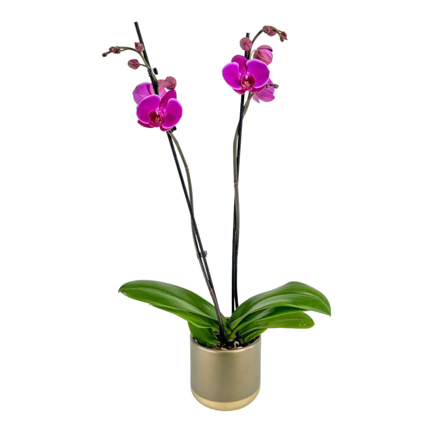 Phalaenopsis 12cm In Christmas Ceramic