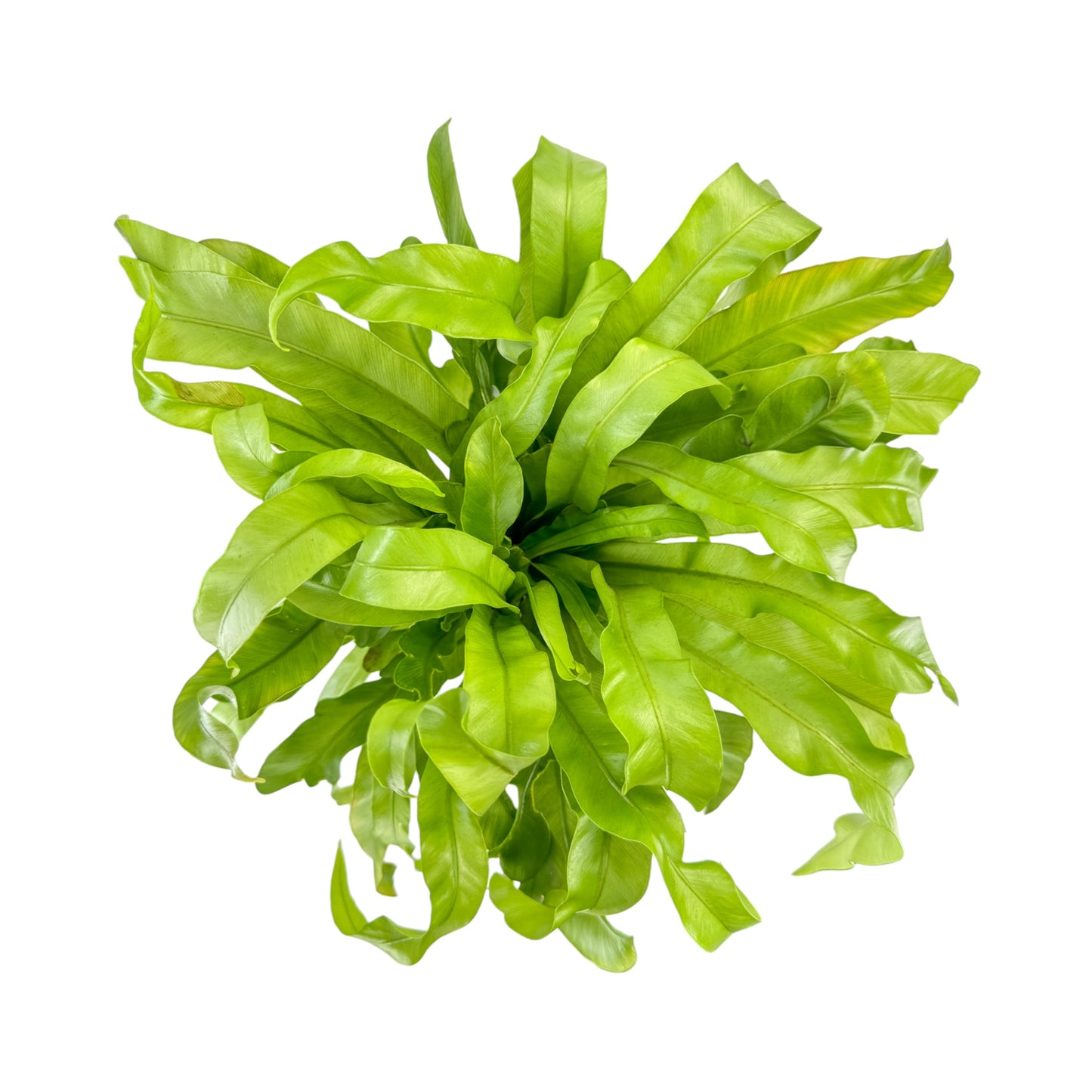 Asplenium 12cm Mix