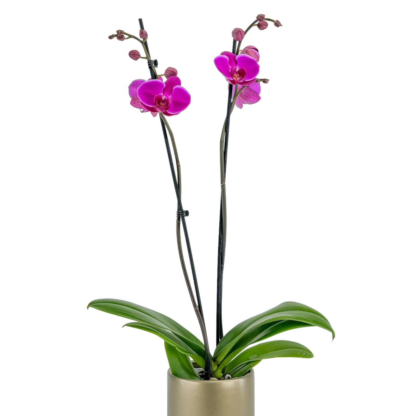 Phalaenopsis 12cm In Christmas Ceramic