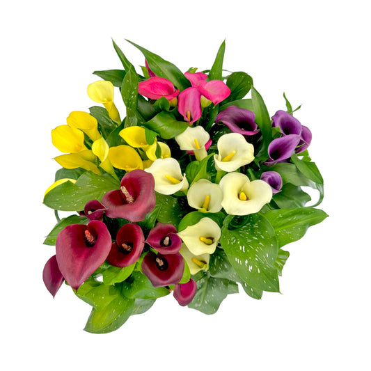 Calla Lily 13cm Mixed Colours