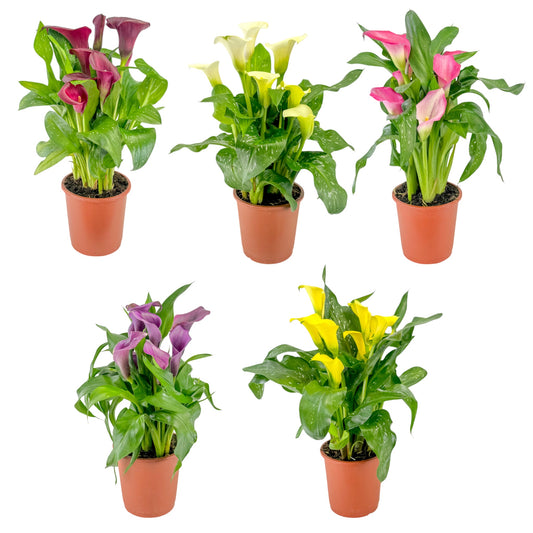 Calla Lily 13cm Mixed Colours