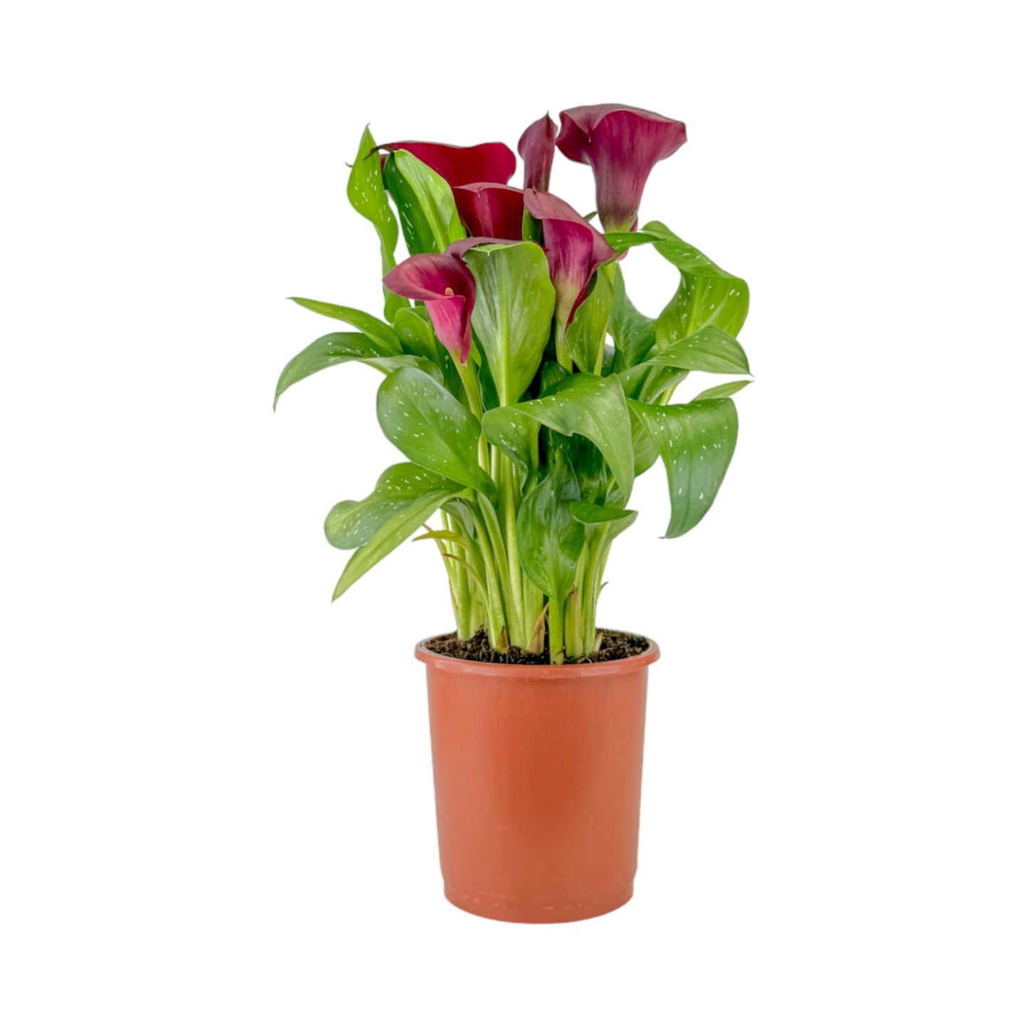 Calla Lily 13cm Mixed Colours