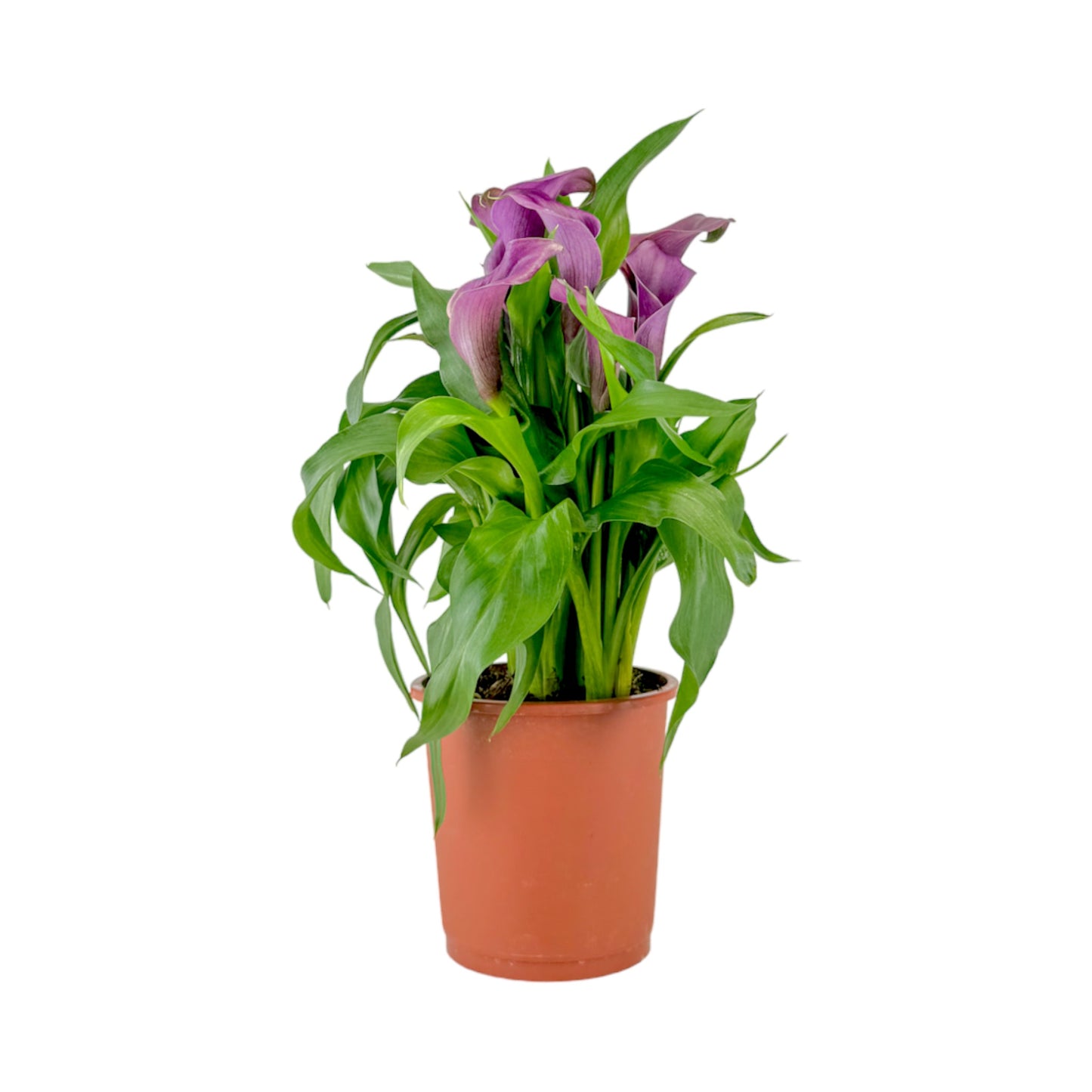 Calla Lily 13cm Mixed Colours