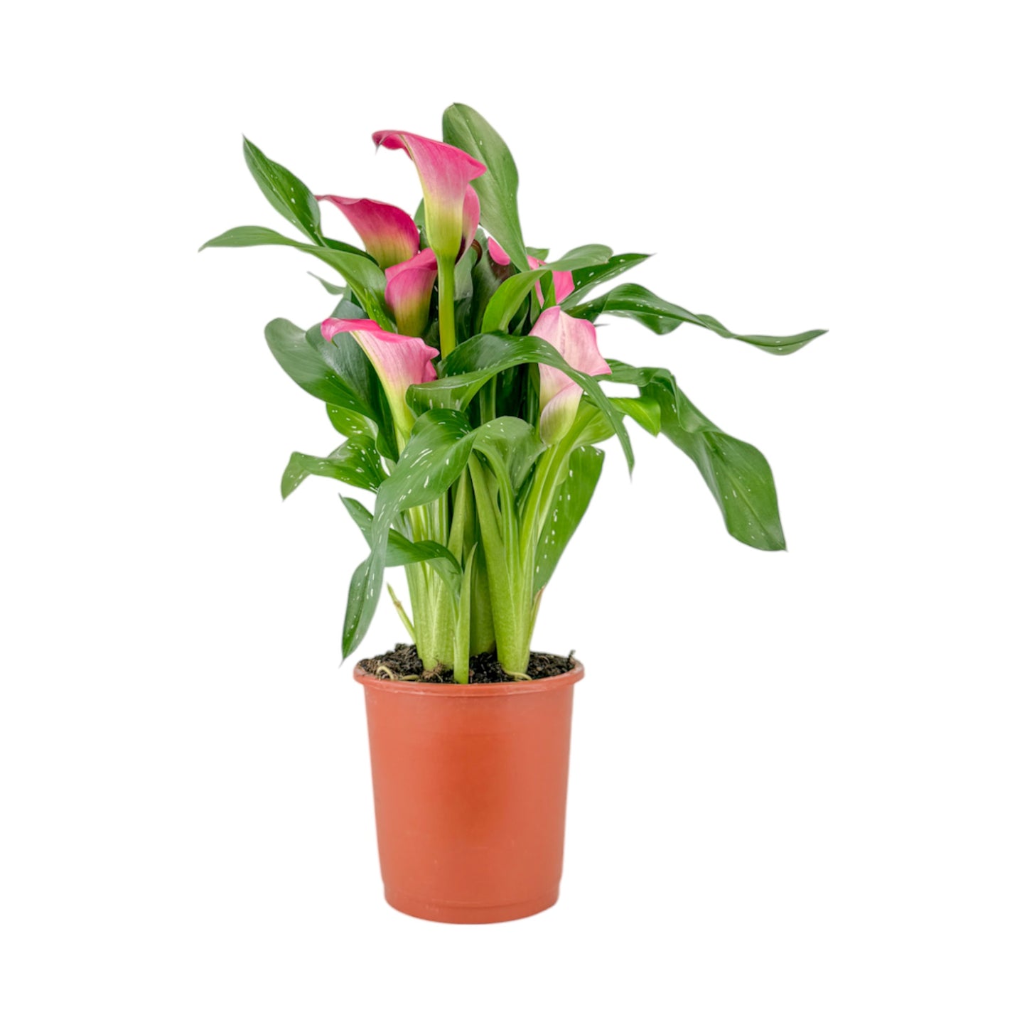 Calla Lily 13cm Mixed Colours