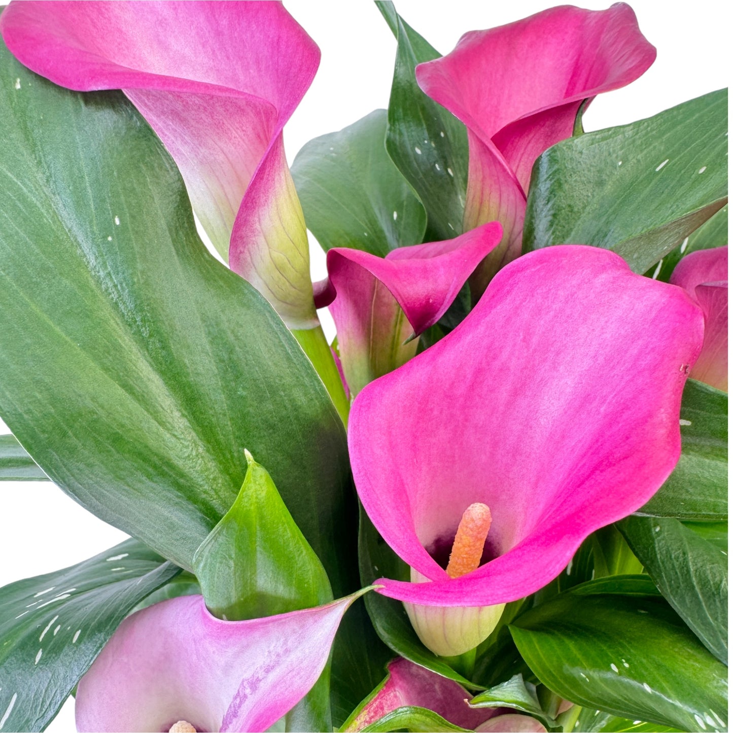 Calla Lily 13cm Mixed Colours