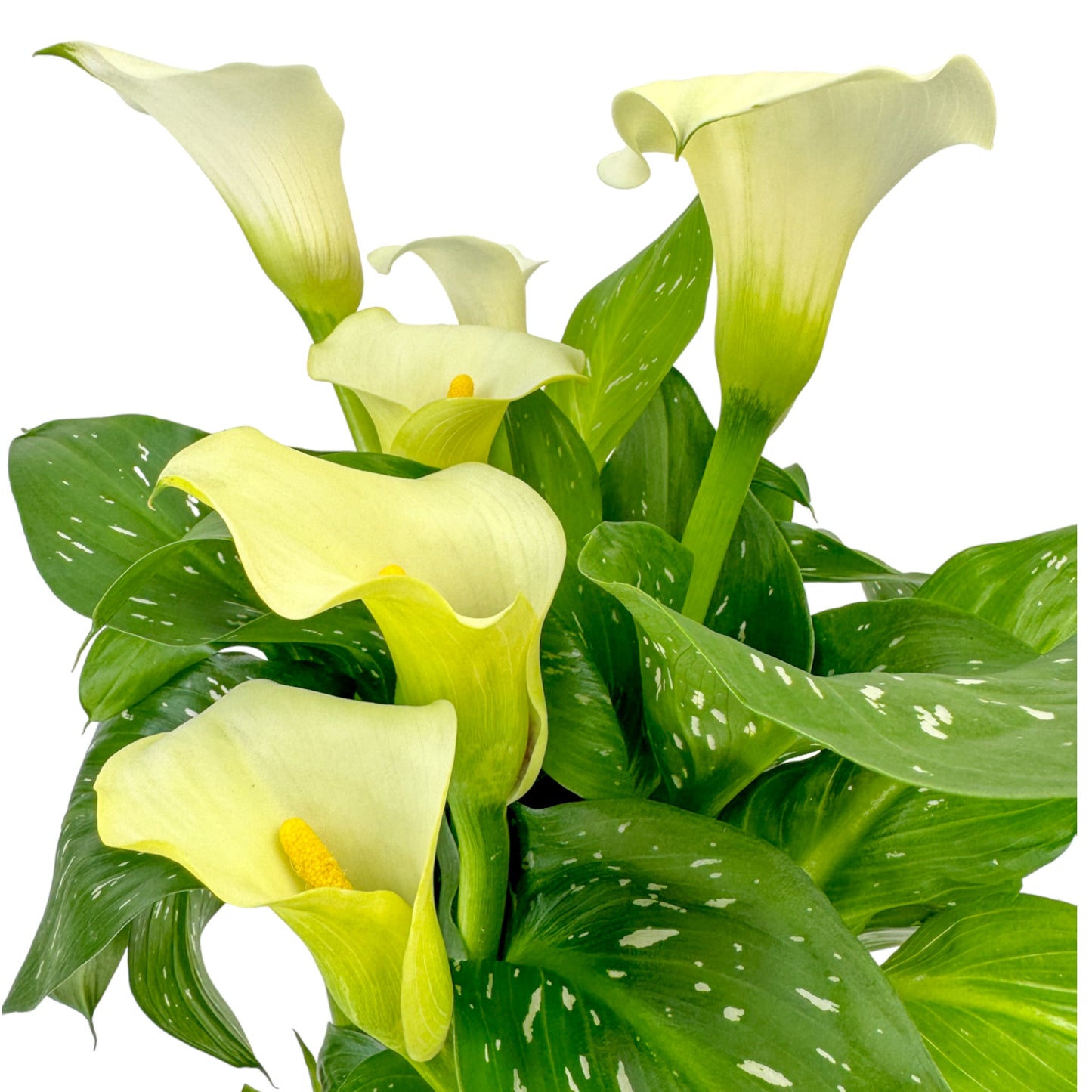 Calla Lily 13cm Mixed Colours