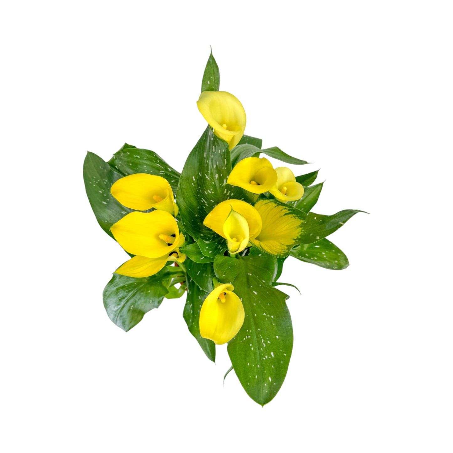 Calla Lily 13cm in Windsor Ceramic - Flowering The Horti House