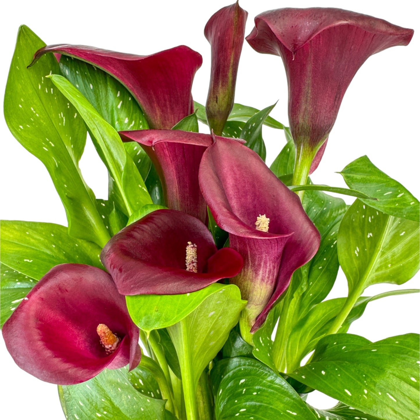 Calla Lily 13cm Mixed Colours