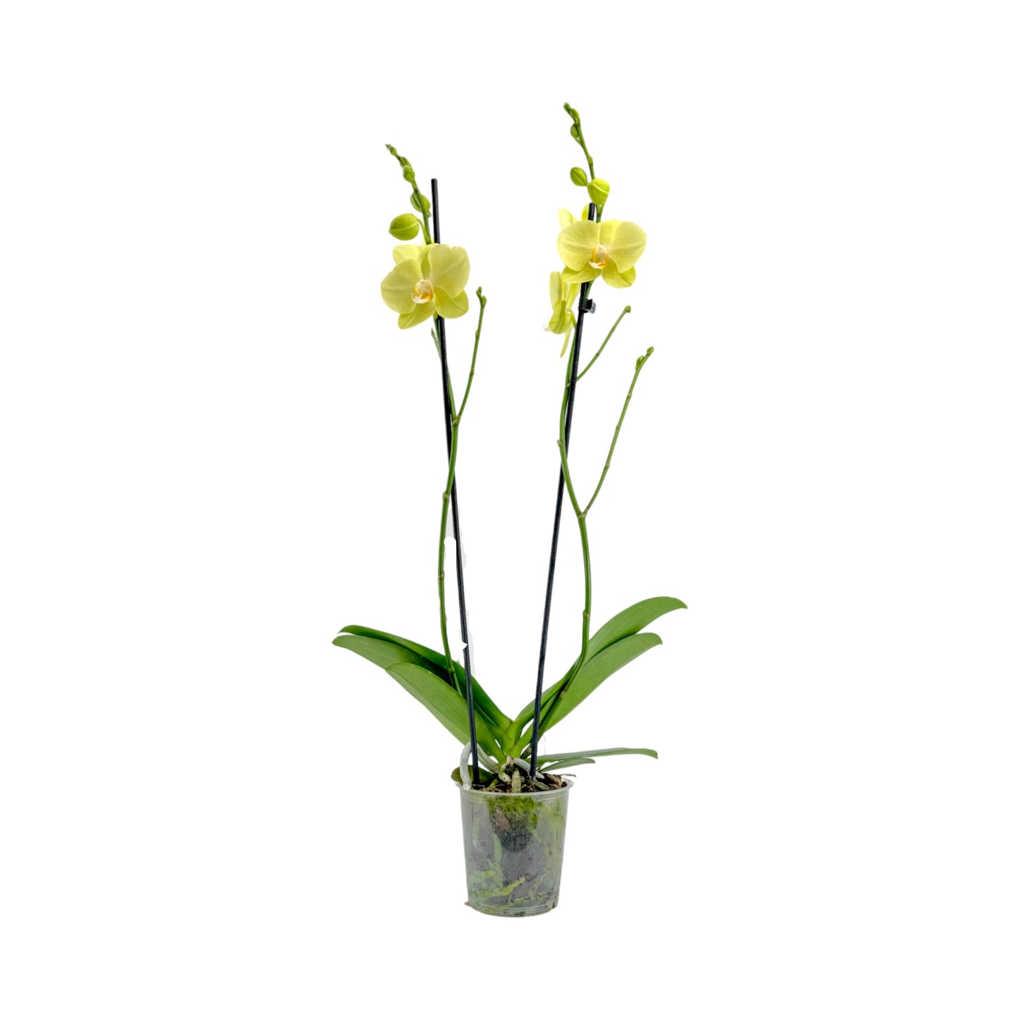 Phalaenopsis 12cm Twin Stem Mixed Compact 12+