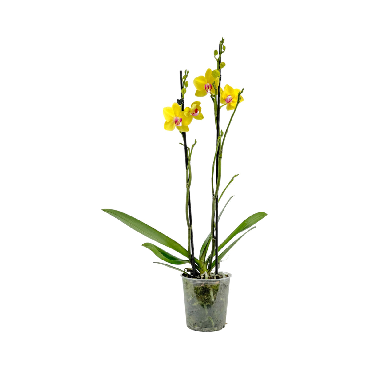 Phalaenopsis 12cm Twin Stem Yellow