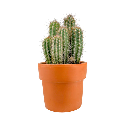 Cacti 21cm Cereus Mix in Terracotta