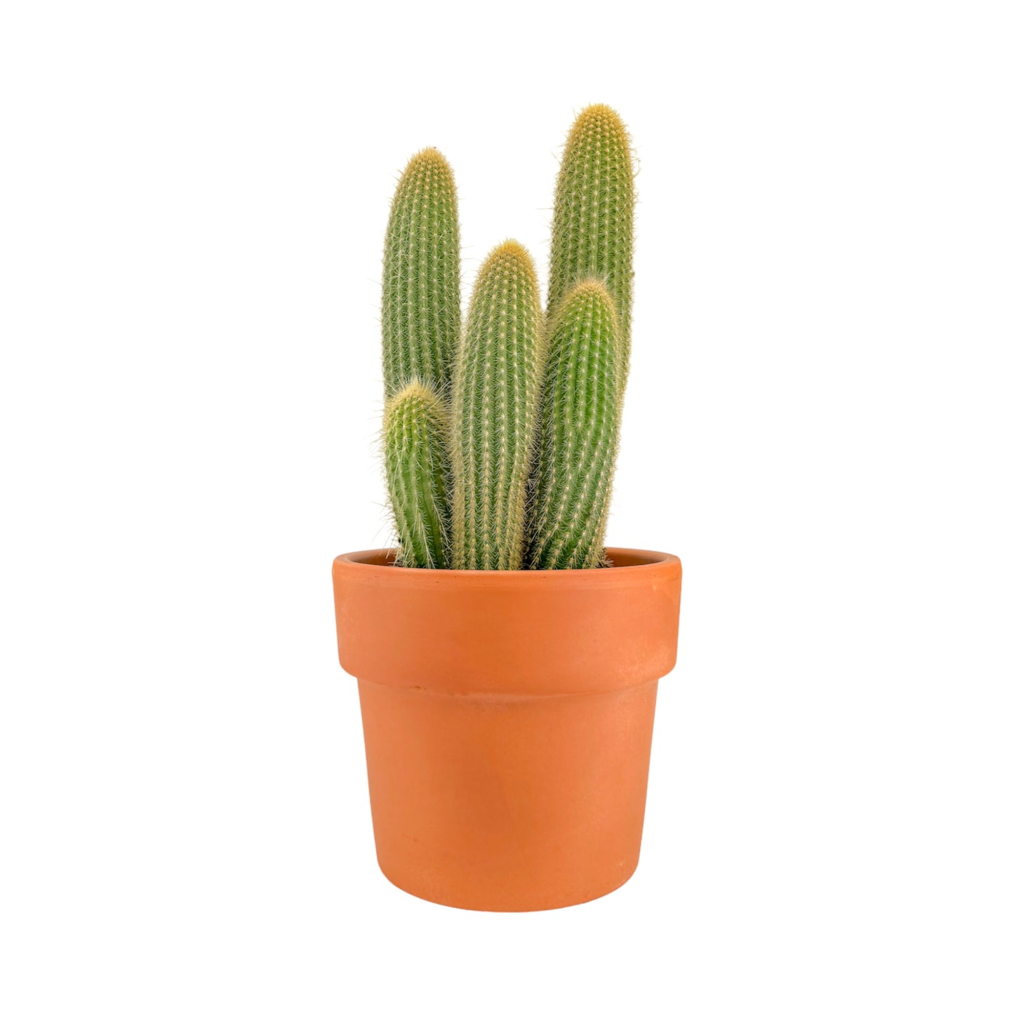 Cacti 21cm Cereus Mix in Terracotta