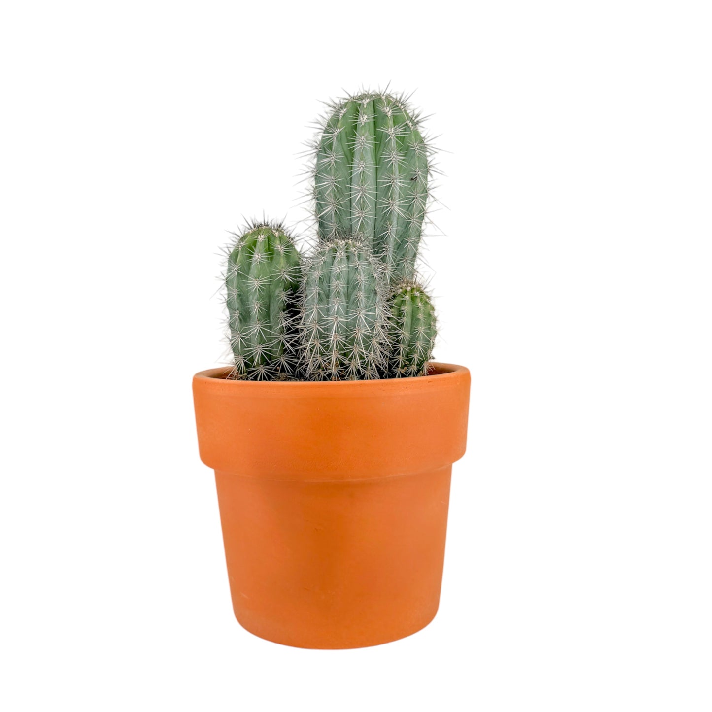 Cacti 21cm Cereus Mix in Terracotta