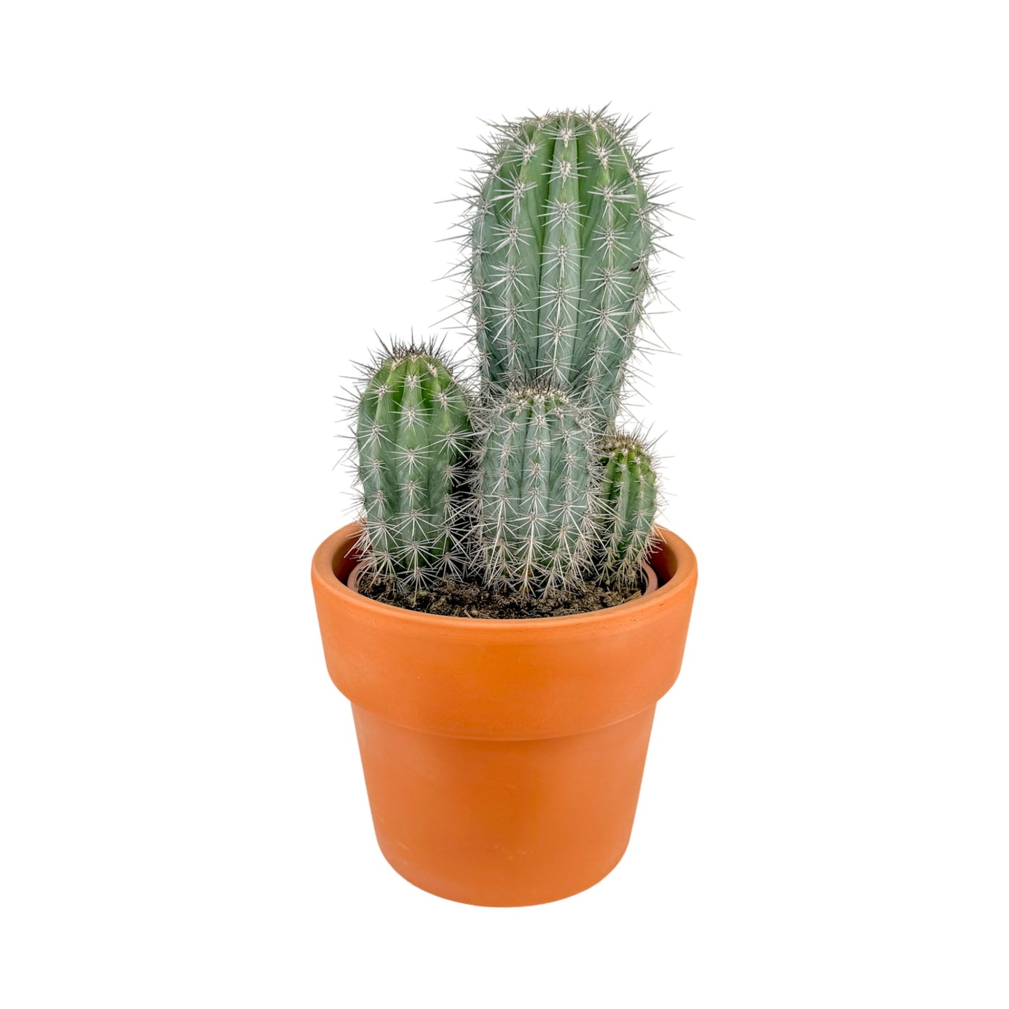 Cacti 21cm Cereus Mix in Terracotta
