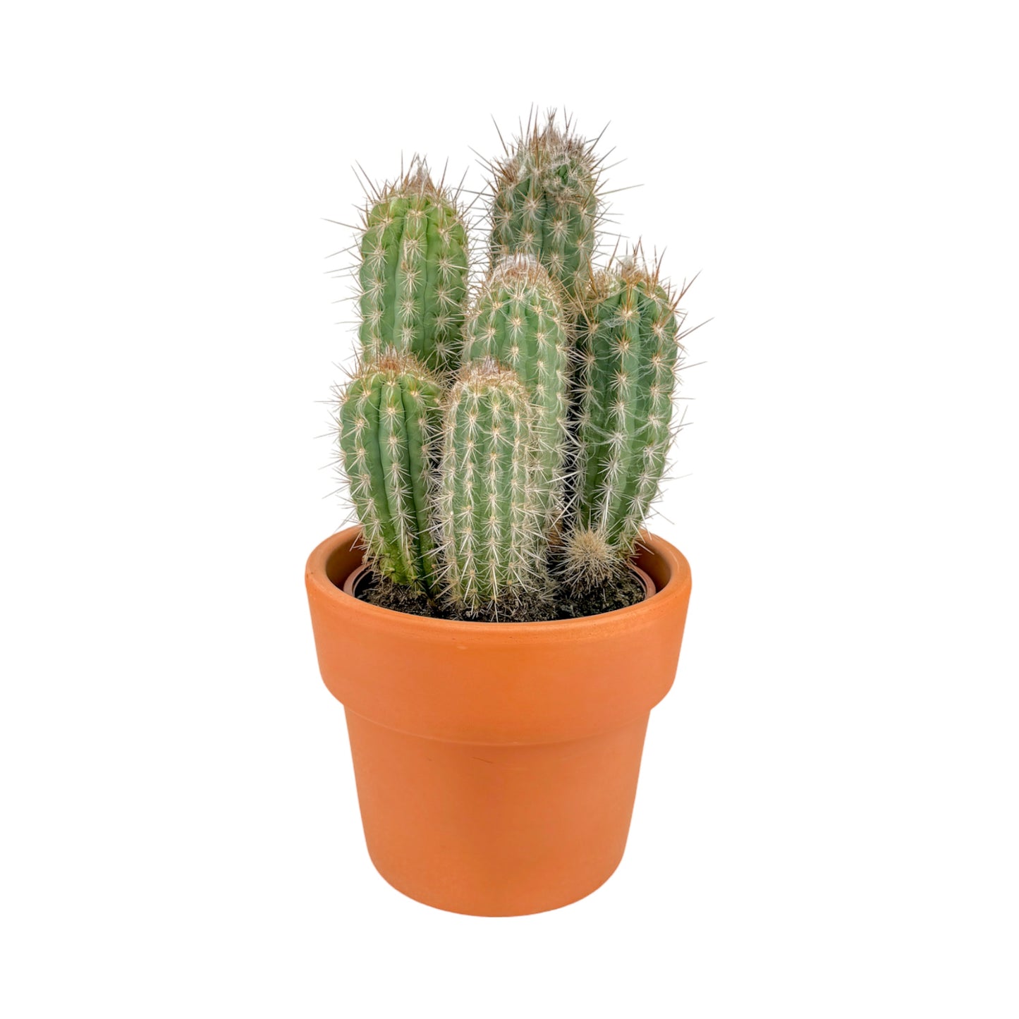 Cacti 21cm Cereus Mix in Terracotta
